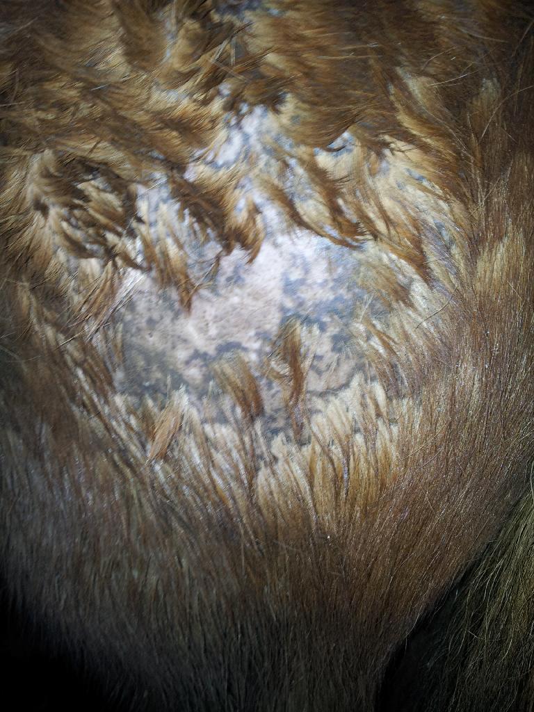 hljómur reynslusögur