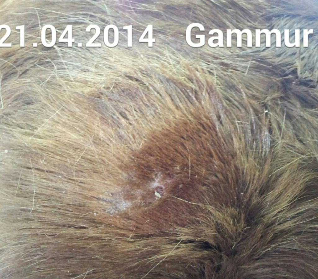 Gammur reynslusögur