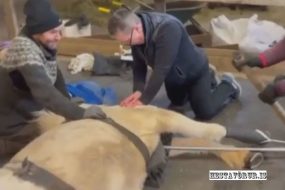 Dýralæknisfræðilegt afrek á Bessastöðum