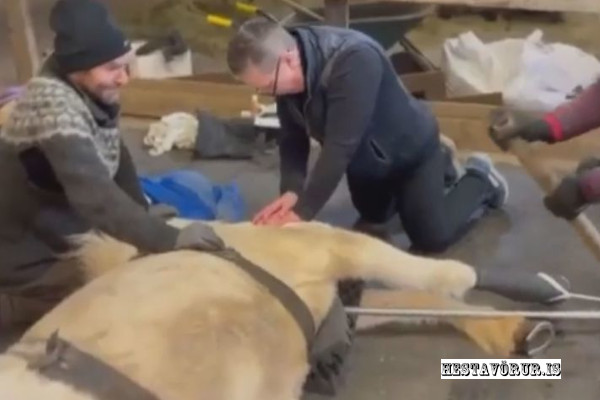 Dýralæknisfræðilegt afrek á Bessastöðum