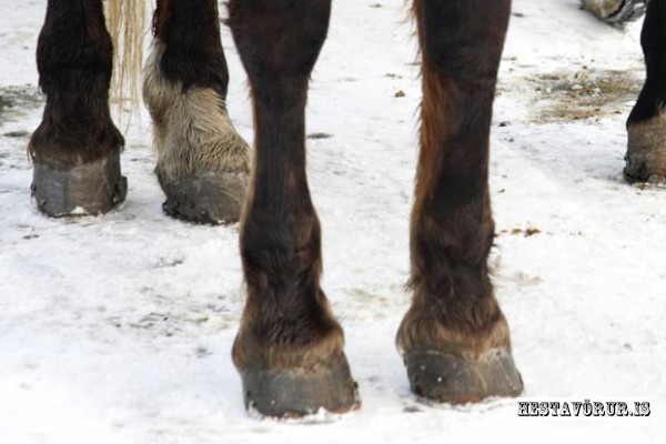Winter Hoof Care