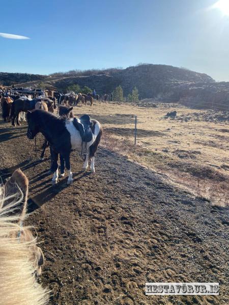 Kvennareið föstudaginn 26. Apríl 2024