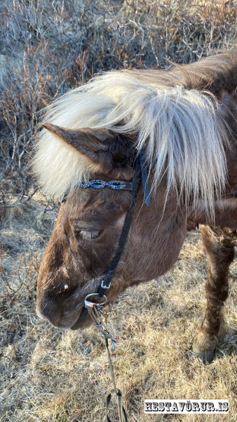 Kvennareið föstudaginn 26. Apríl 2024